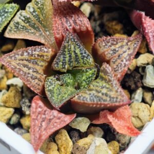 Haworthia Seedling S34 - 13