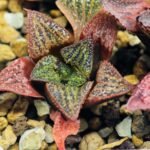 Haworthia Seedling S34 - 14