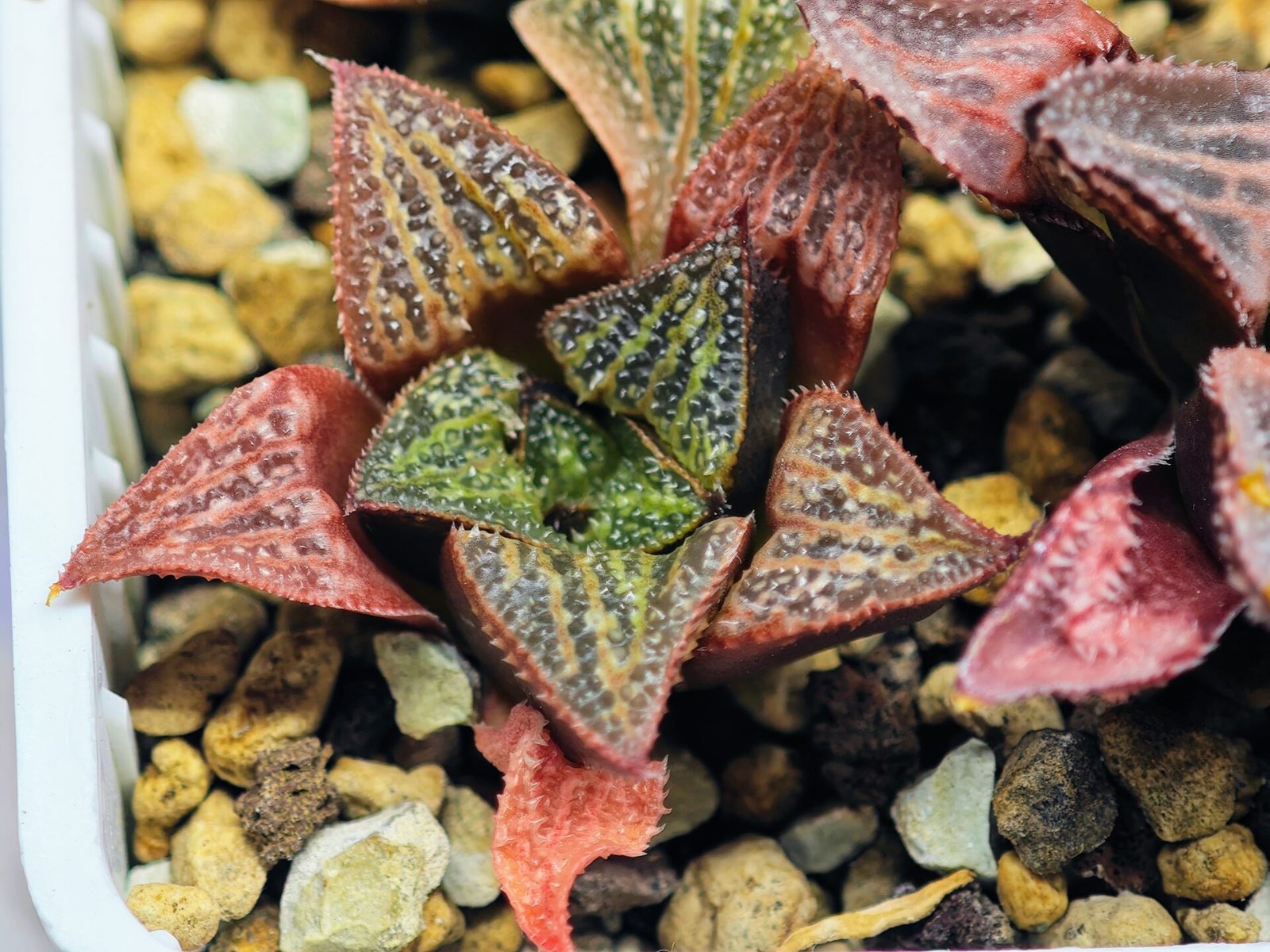 Haworthia Seedling S34 - 14