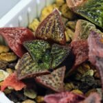 Haworthia Seedling S34 - 15