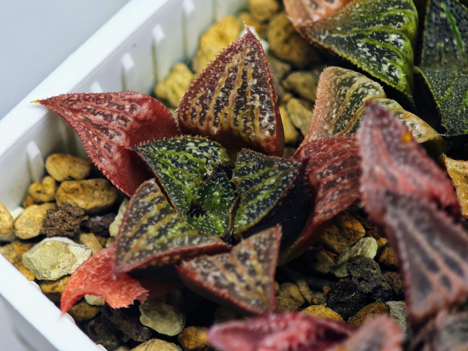 Haworthia Seedling S34 - 15