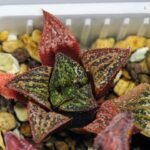 Haworthia Seedling S34 - 16
