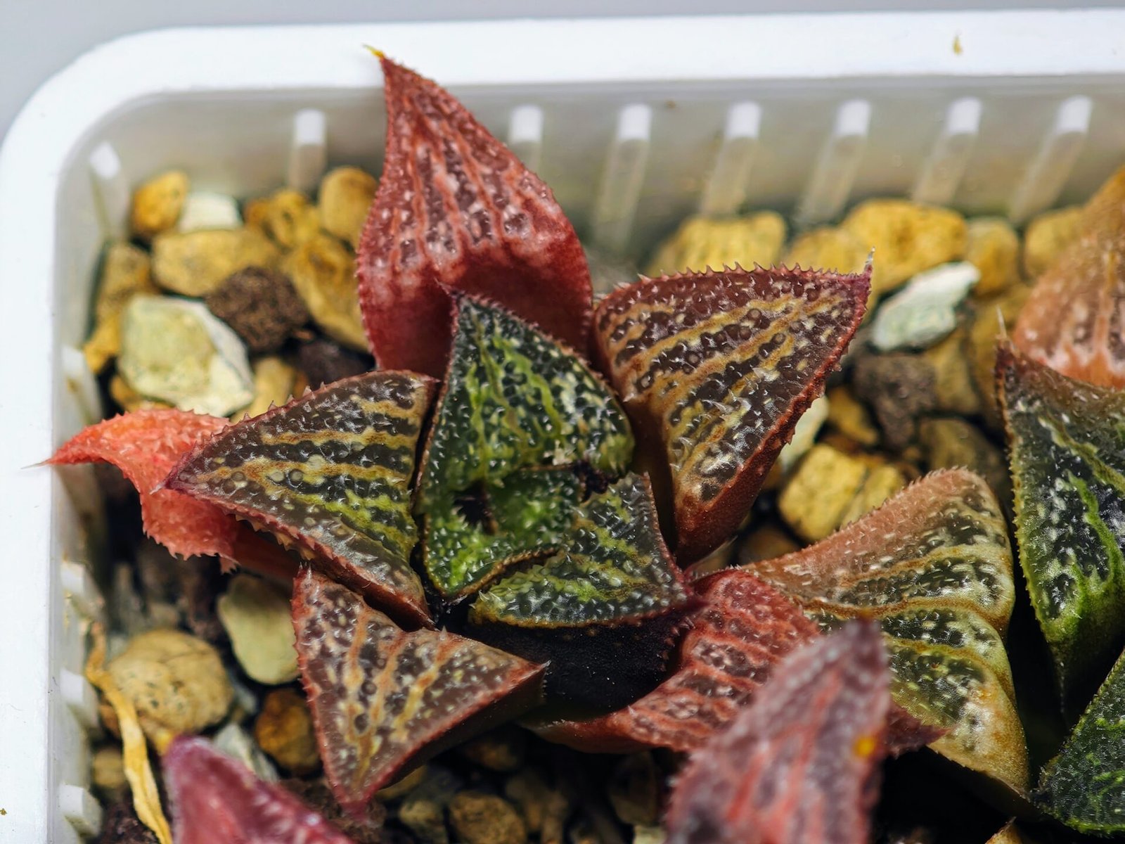 Haworthia Seedling S34 - 16