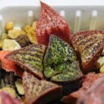 Haworthia Seedling S34 - 17
