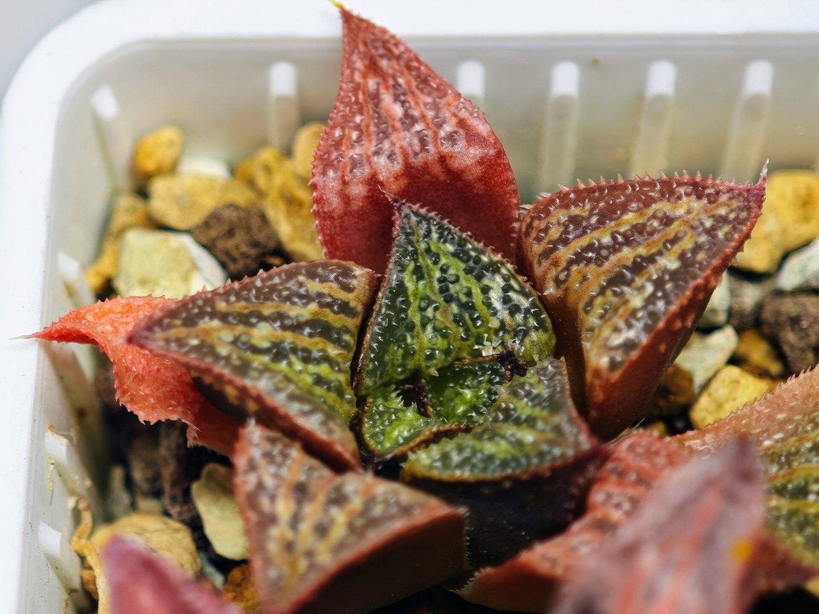 Haworthia Seedling S34 - 17