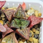 Haworthia Seedling S34 - 19
