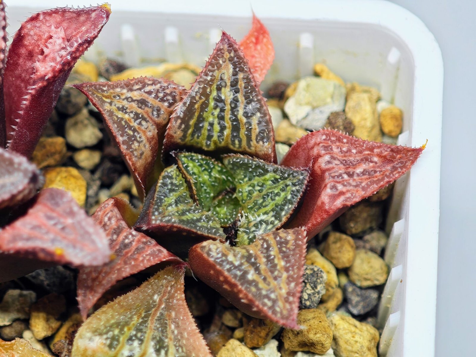 Haworthia Seedling S34 - 19