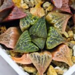 Haworthia Seedling S34 - 10