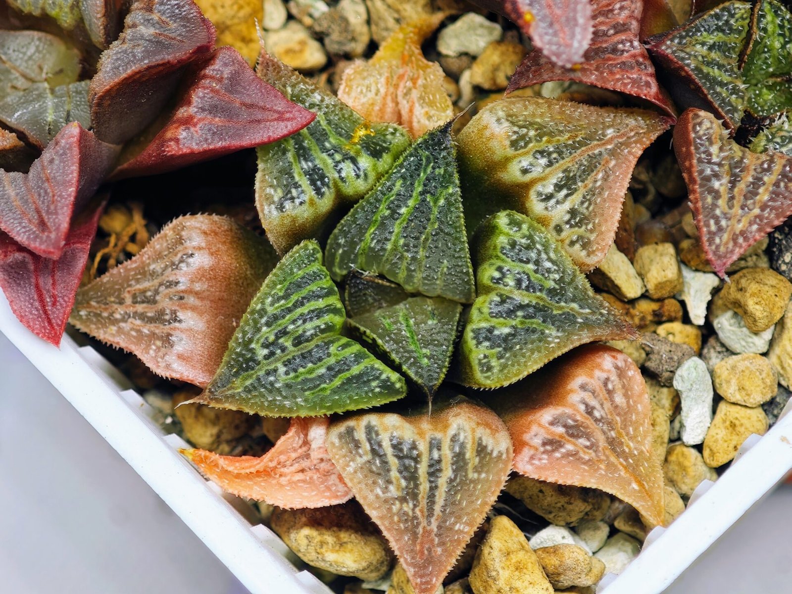 Haworthia Seedling S34 - 10