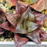 Haworthia Seedling comptoniana x Misty S35 - 12