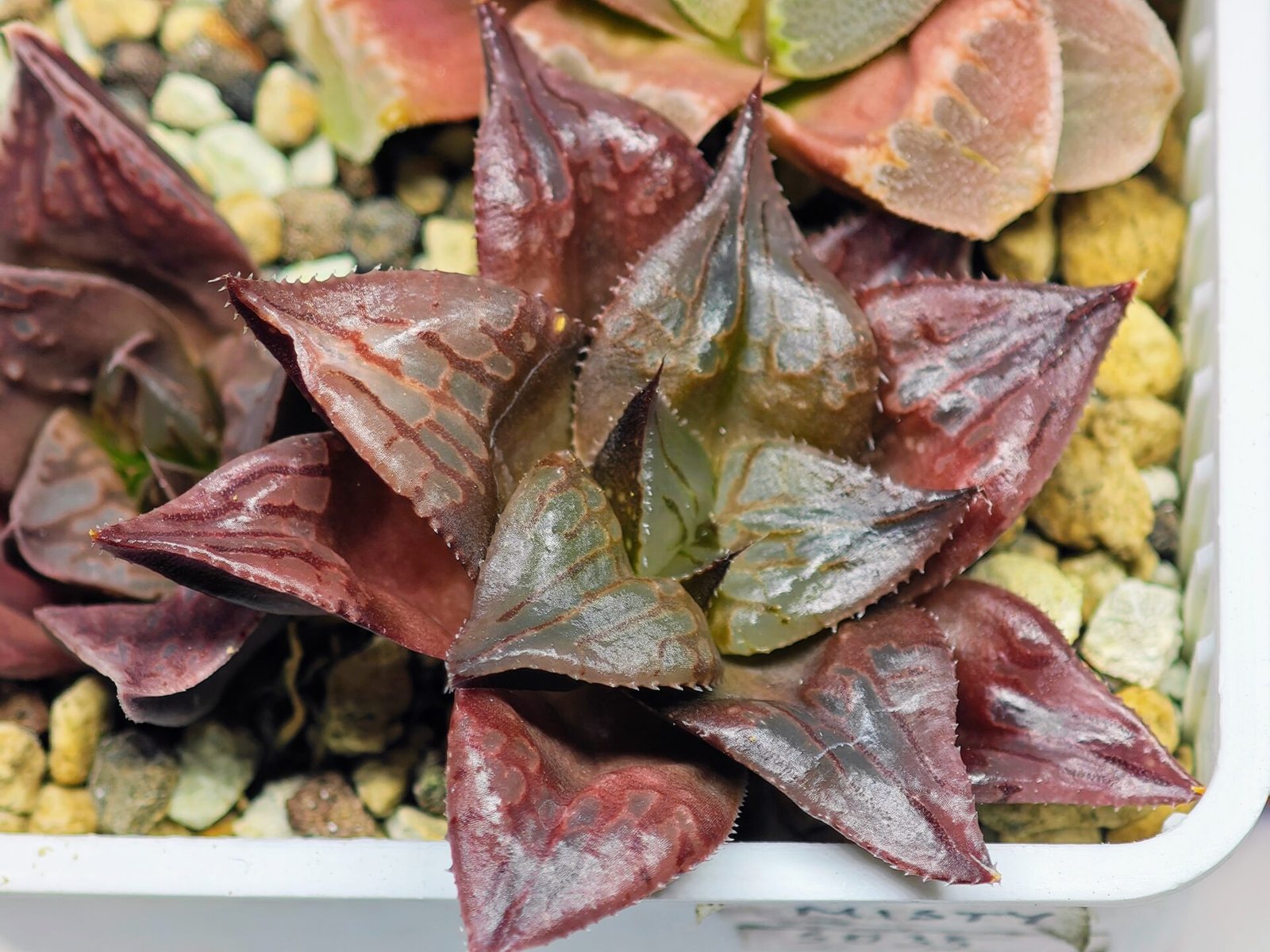 Haworthia Seedling comptoniana x Misty S35 - 12