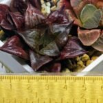 Haworthia Seedling comptoniana x Misty S35 - 13
