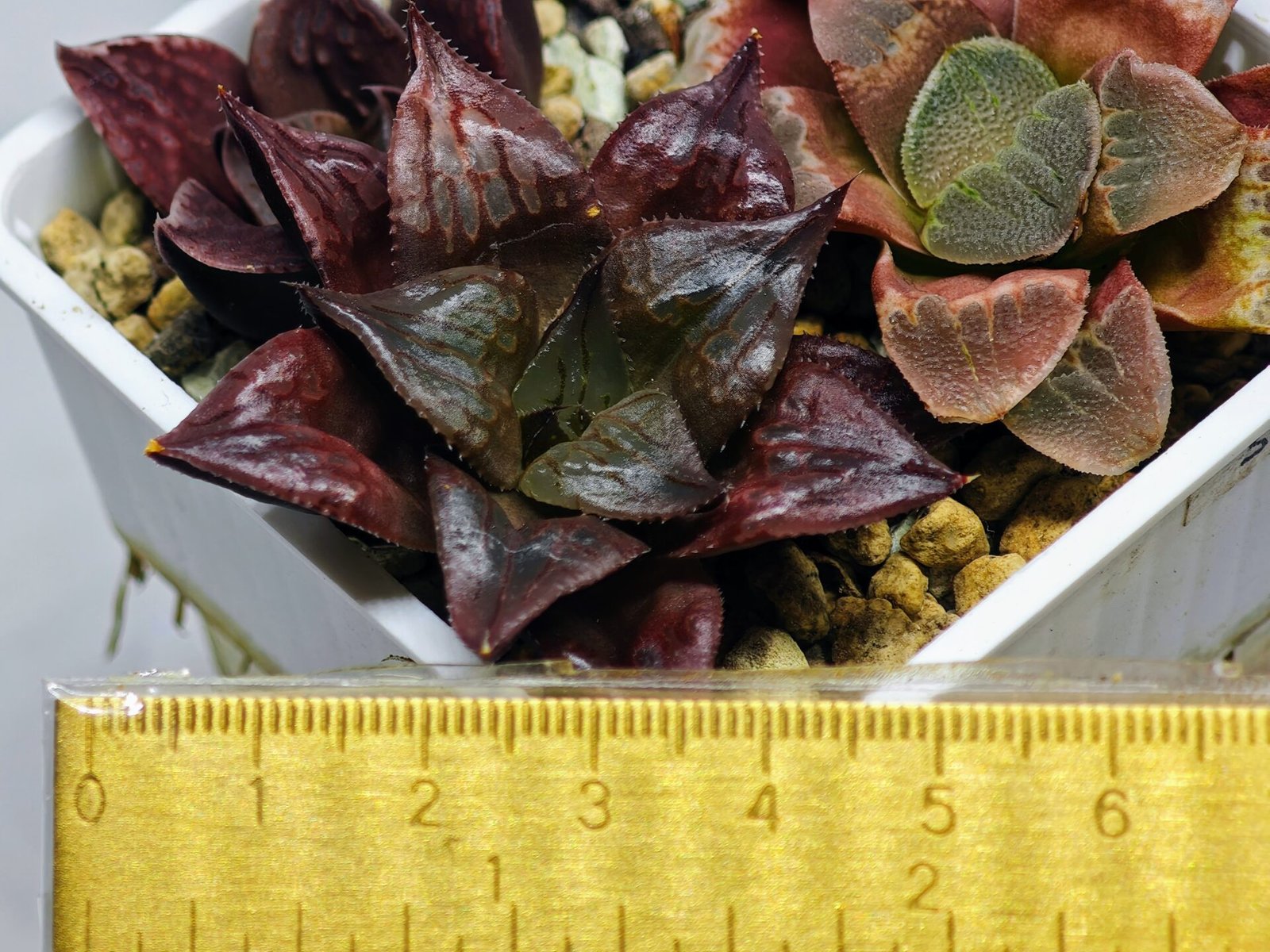 Haworthia Seedling comptoniana x Misty S35 - 13