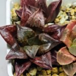 Haworthia Seedling comptoniana x Misty S35 - 15