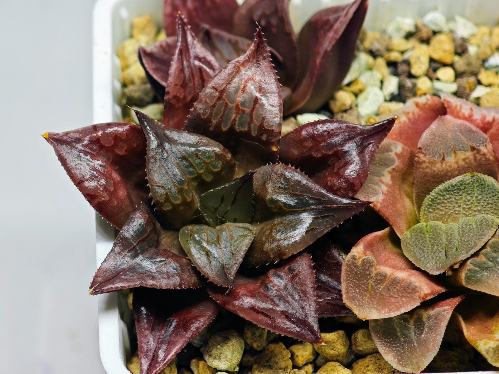 Haworthia Seedling comptoniana x Misty S35 - 15