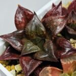 Haworthia Seedling comptoniana x Misty S35 - 16