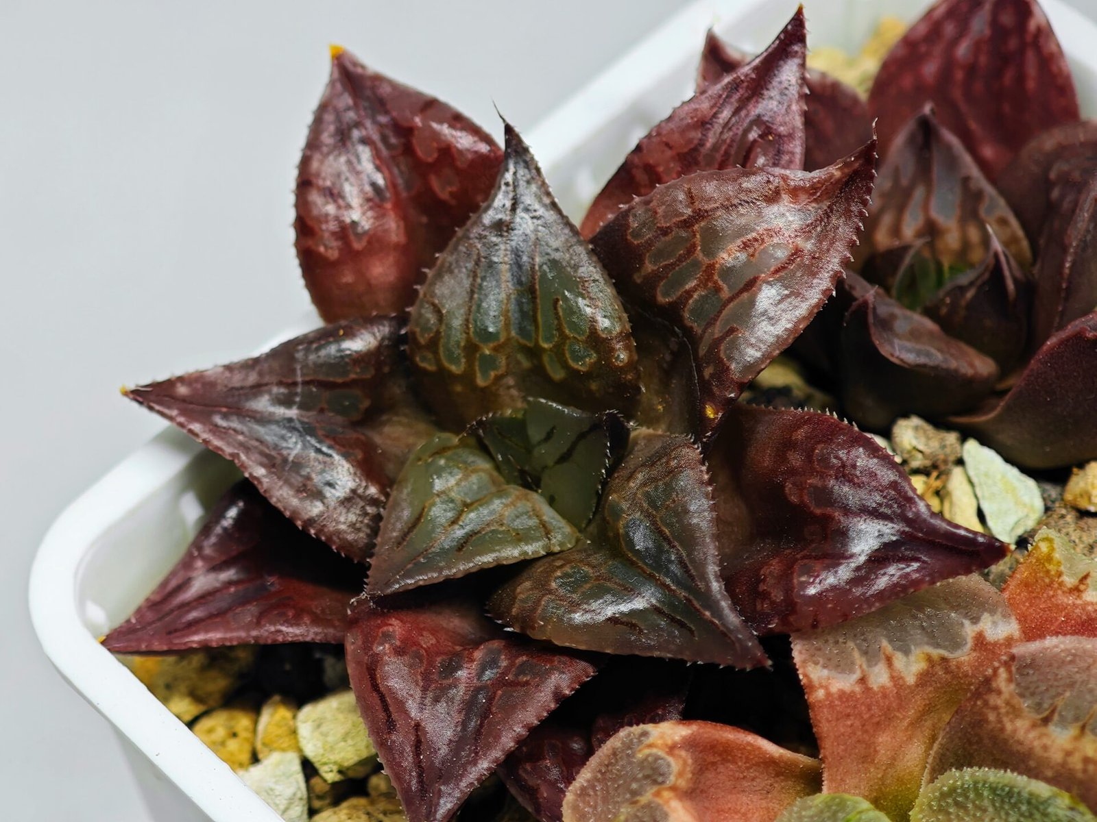 Haworthia Seedling comptoniana x Misty S35 - 16