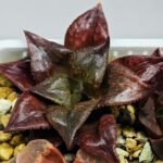 Haworthia Seedling comptoniana x Misty S35 - 17
