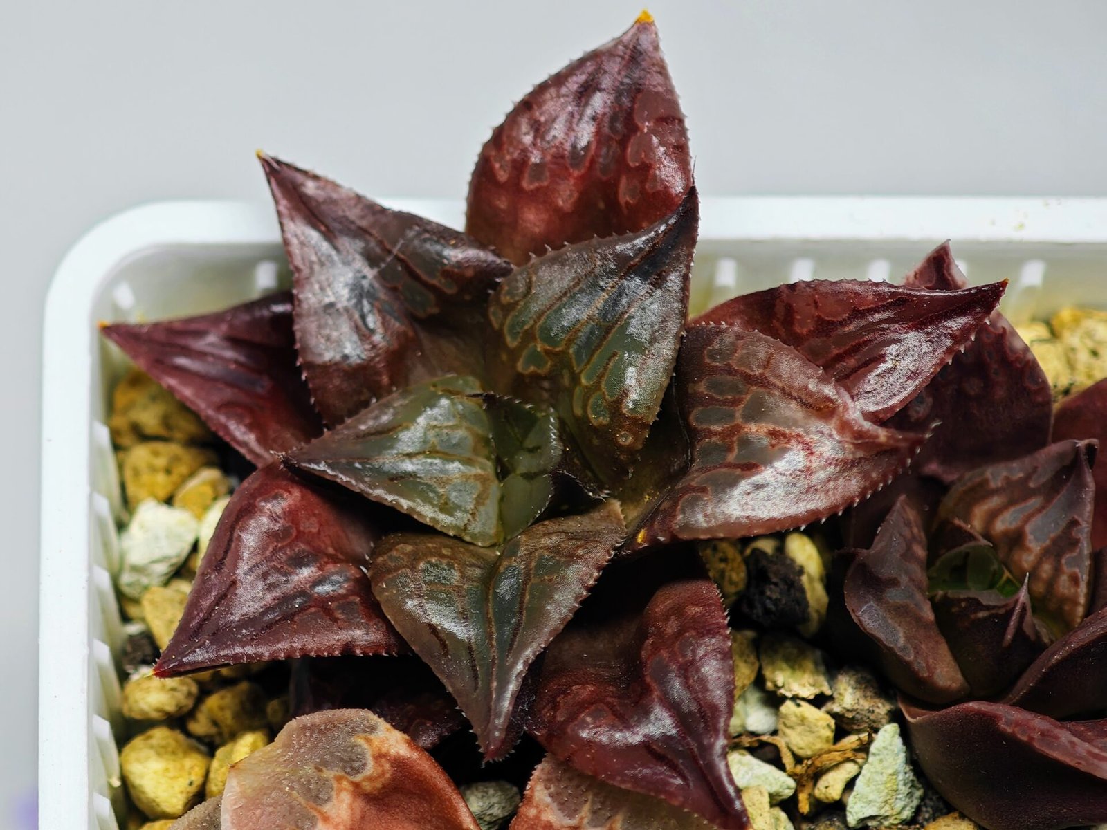 Haworthia Seedling comptoniana x Misty S35 - 17