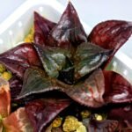 Haworthia Seedling comptoniana x Misty S35 - 18