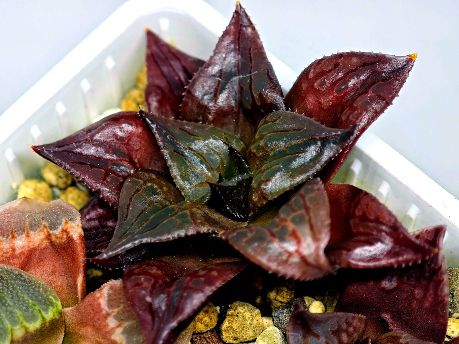 Haworthia Seedling comptoniana x Misty S35 - 18