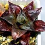 Haworthia Seedling comptoniana x Misty S35 - 19