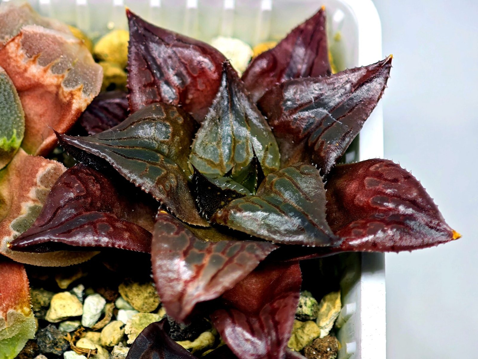 Haworthia Seedling comptoniana x Misty S35 - 19