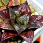 Haworthia Seedling comptoniana x Misty S35 - 20