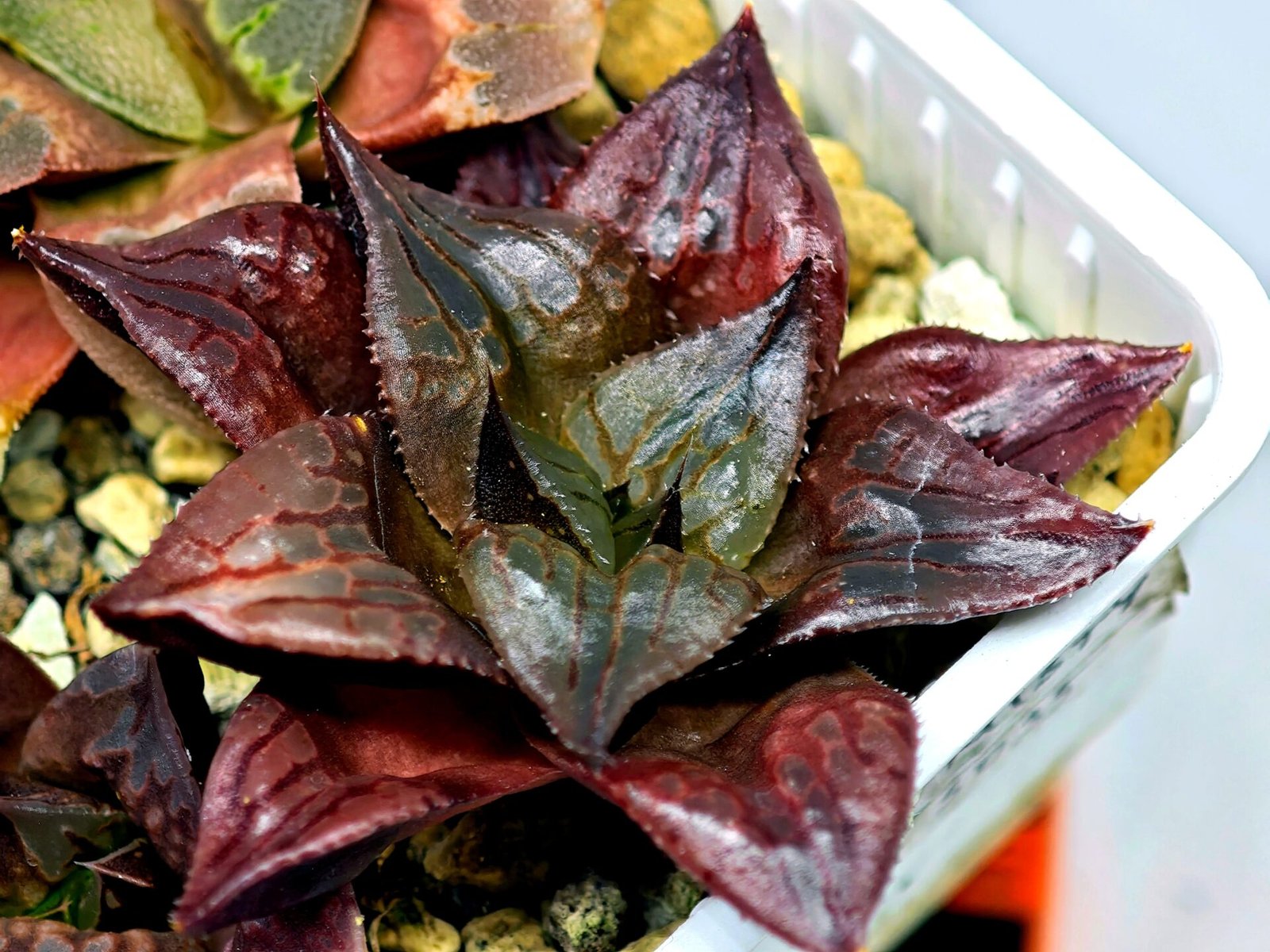 Haworthia Seedling comptoniana x Misty S35 - 20