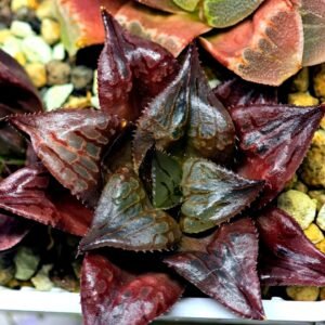 Haworthia Seedling comptoniana x Misty S35 - 11