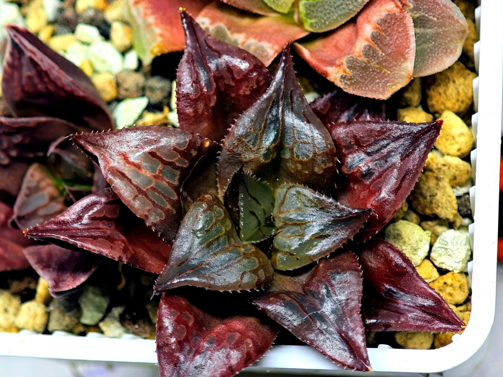 Haworthia Seedling comptoniana x Misty S35 - 11