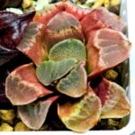 Haworthia Seedling S36 - 12