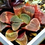 Haworthia Seedling S36 - 13