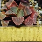 Haworthia Seedling S36 - 14