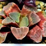 Haworthia Seedling S36 - 15