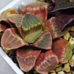 Haworthia Seedling S36 - 16