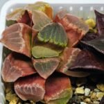 Haworthia Seedling S36 - 17