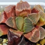 Haworthia Seedling S36 - 19
