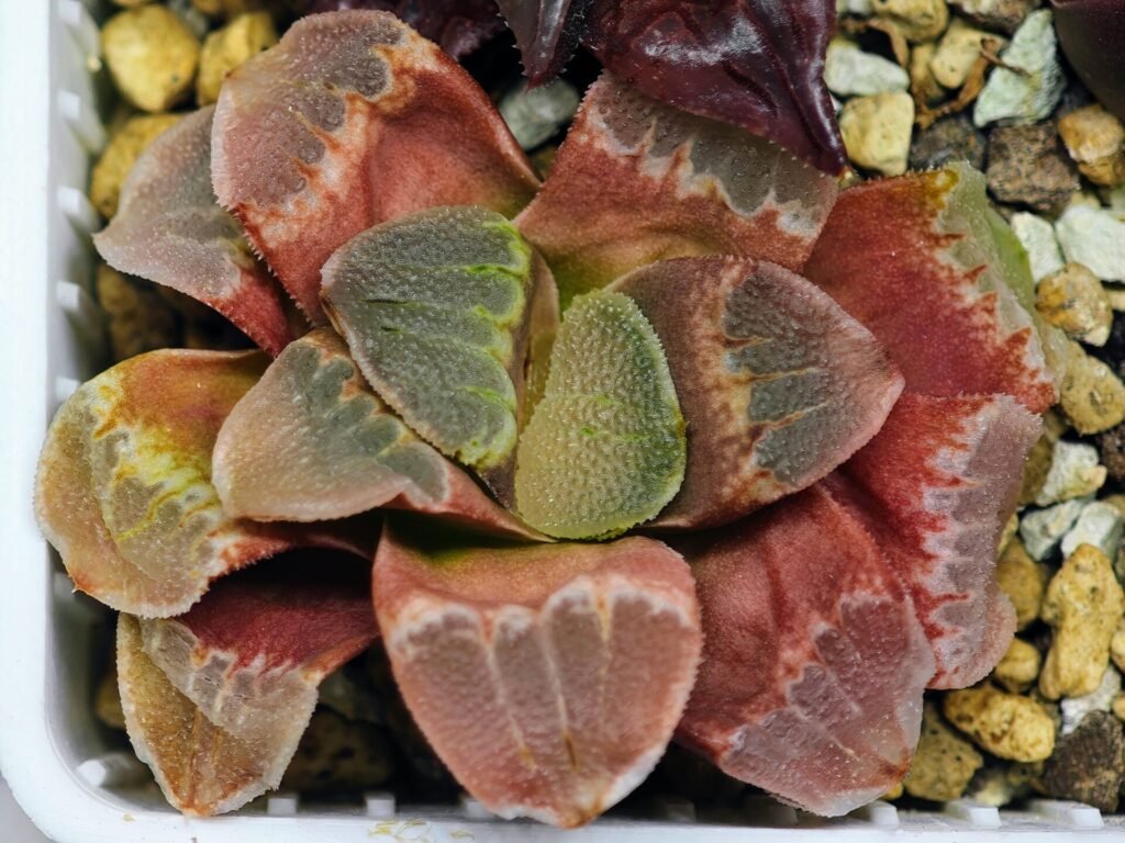 Haworthia Seedling S36 - 11
