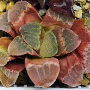 Haworthia Seedling S36 - 11