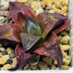 Haworthia Seedling S43 - 9