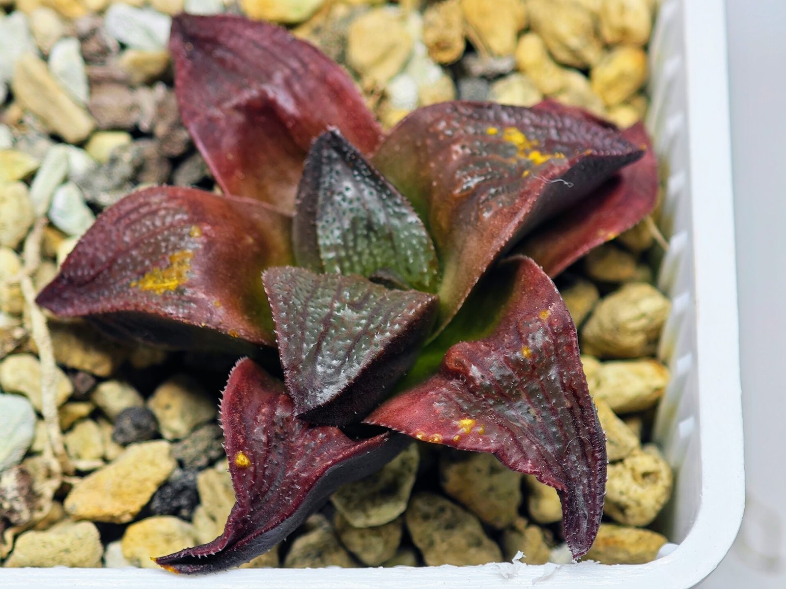 Haworthia Seedling S43 - 9
