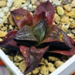 Haworthia Seedling S43 - 10