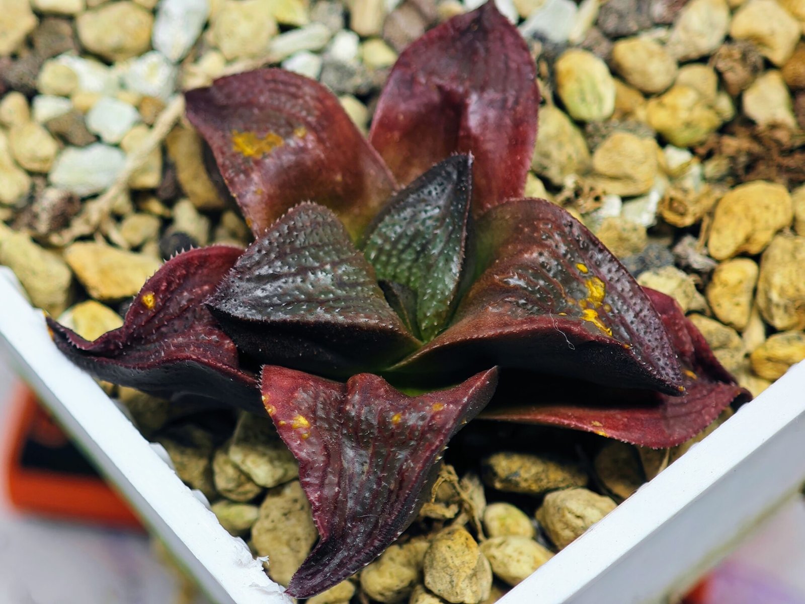 Haworthia Seedling S43 - 10