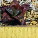 Haworthia Seedling S43 - 11