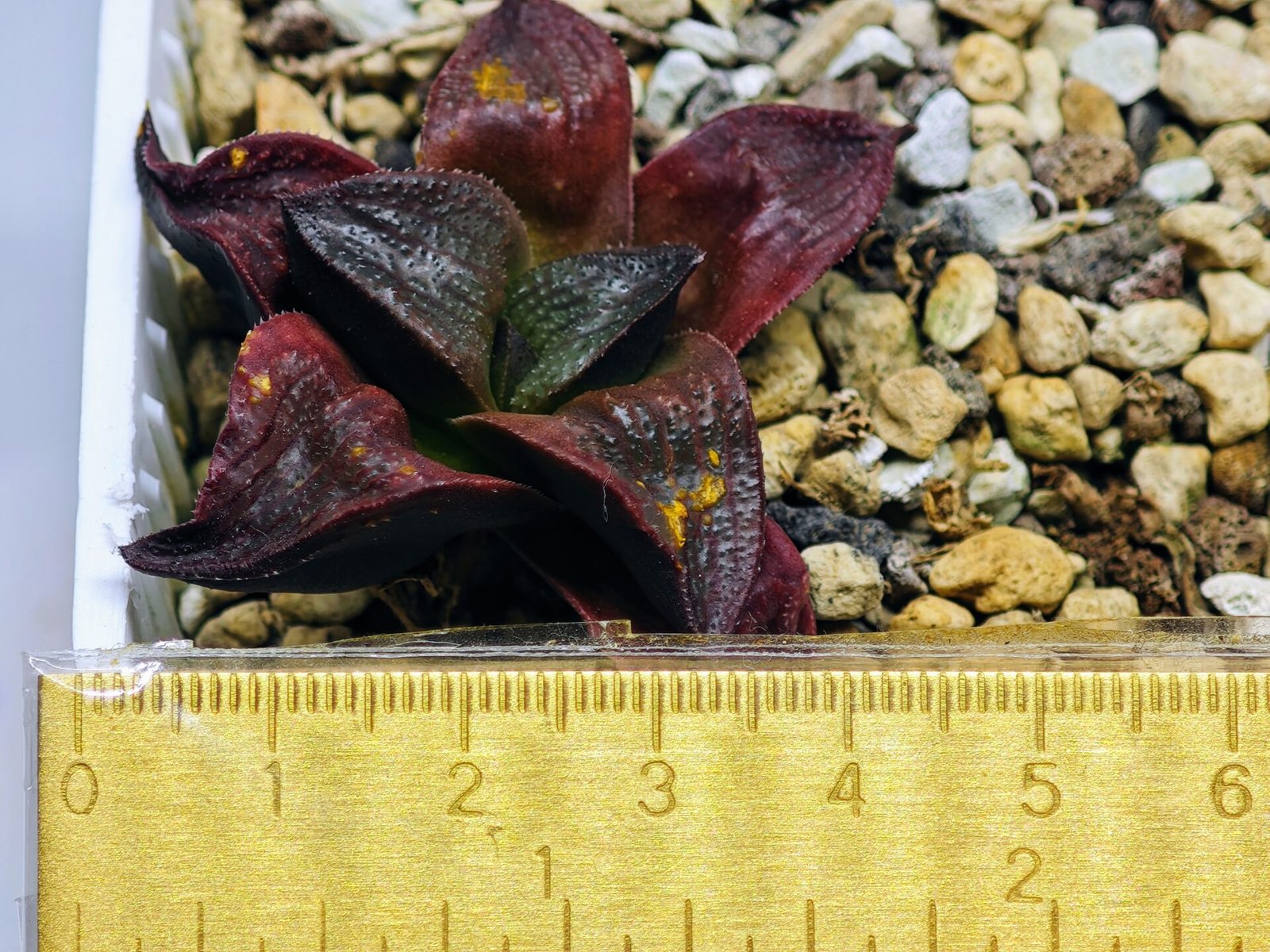 Haworthia Seedling S43 - 11