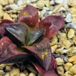 Haworthia Seedling S43 - 12