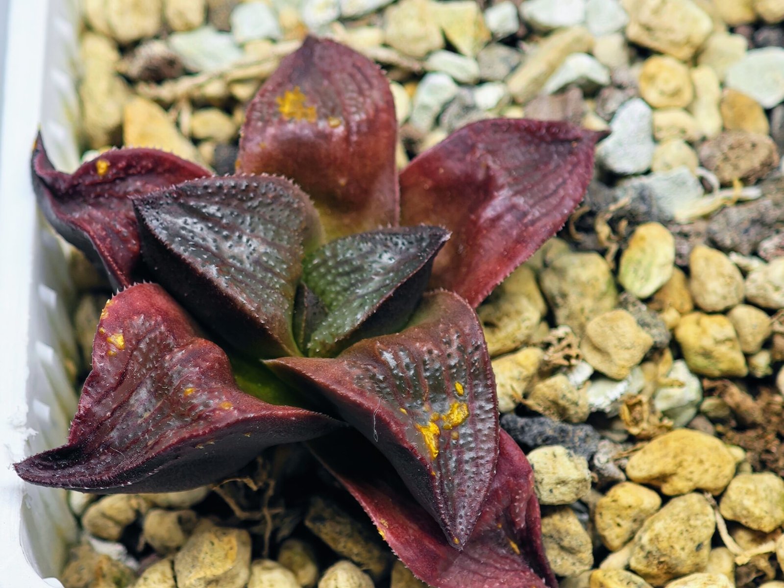 Haworthia Seedling S43 - 12