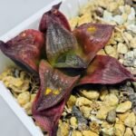 Haworthia Seedling S43 - 13