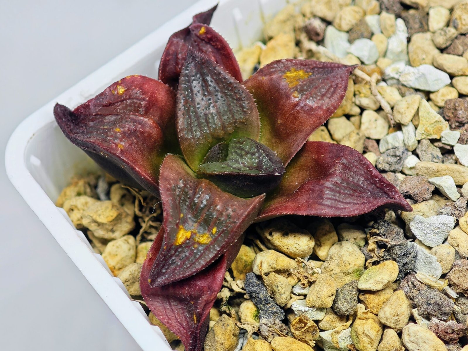 Haworthia Seedling S43 - 13